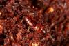 Omaliinae inconnu